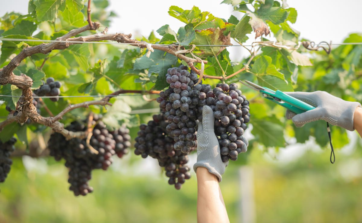 As 13 uvas mais tradicionais na produção dos vinhos