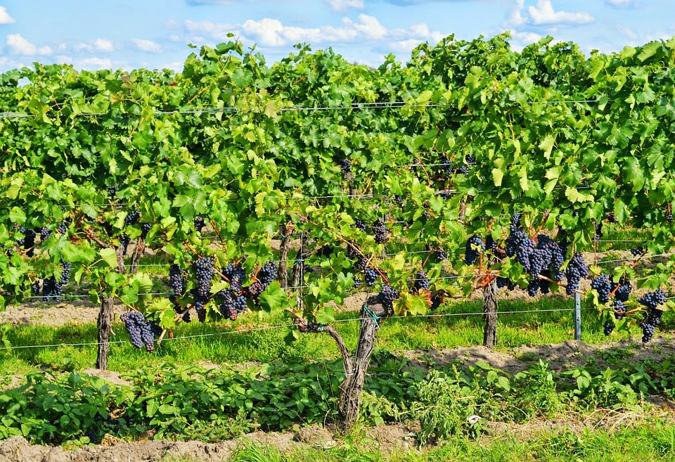 A Pureza dos Vinhos da Ridge Vineyards