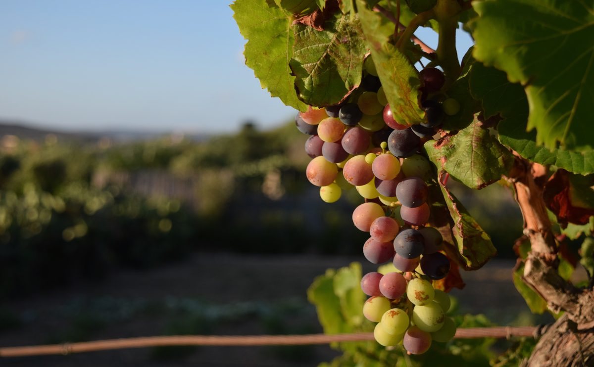 O Legado Histórico dos Vinhos Portugueses