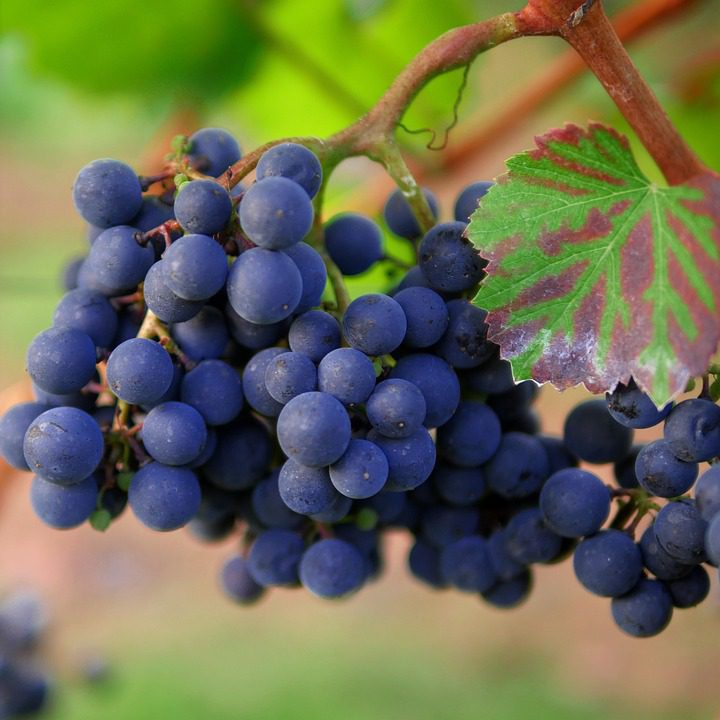 O Renascimento dos Vinhos de Vega Sicilia