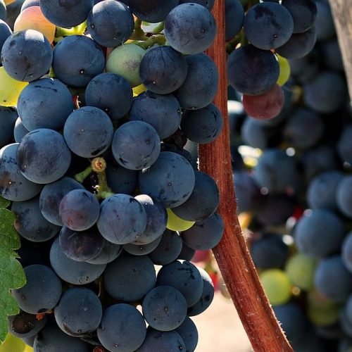 Vinhos de Sobremesa: Como Combinar