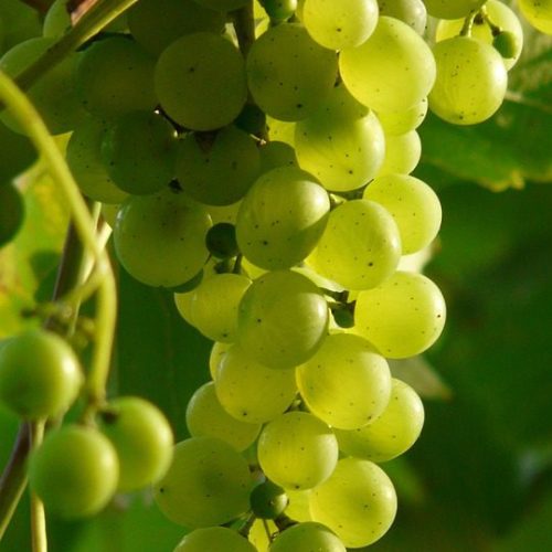Vinhos para Acompanhar a Cozinha Mediterrânea