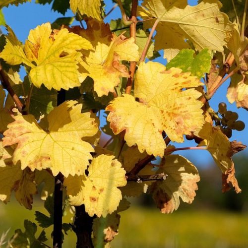 A Exclusividade dos Vinhos de Harlan Estate