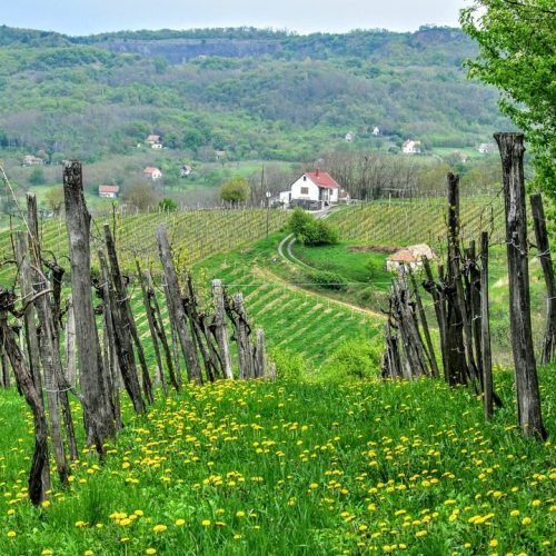 A Região Vinícola de Pfalz