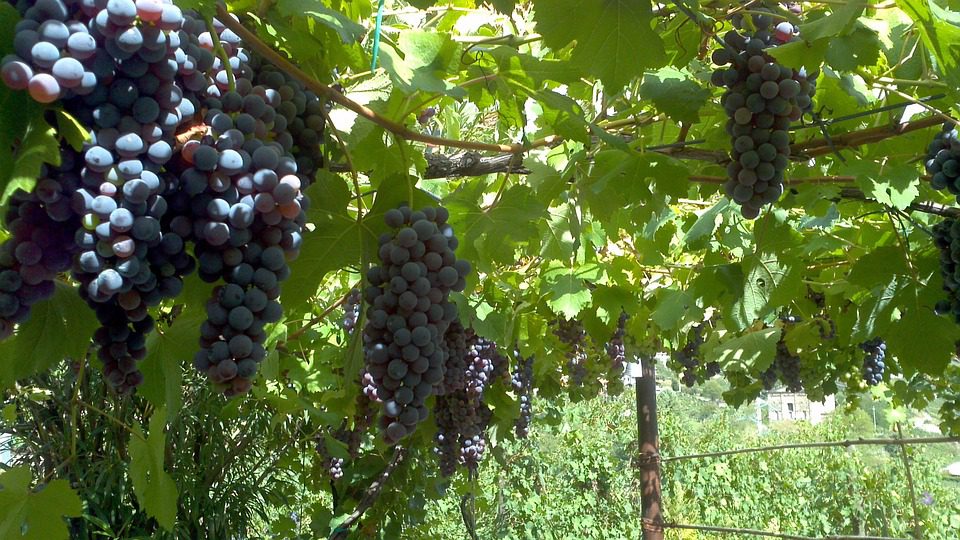 A Visão Pioneira de Domaine de la Romanée-Conti