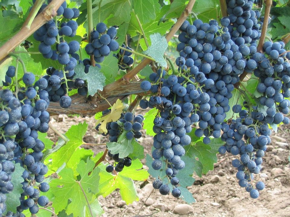 O Encanto dos Vinhos de Tokaj