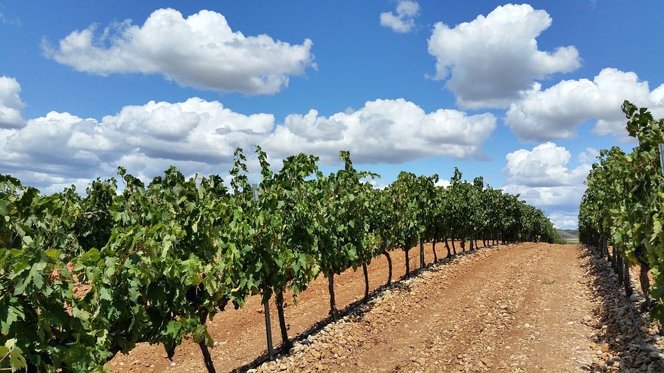 O que é a uva Cabernet Sauvignon