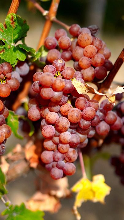 O que são vinhos monocasta