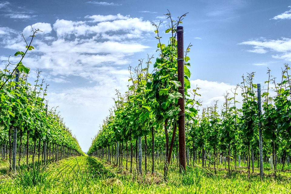 Qual a importância do terreno na produção de vinho