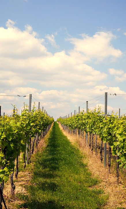 Qual a influência do clima na produção de vinho