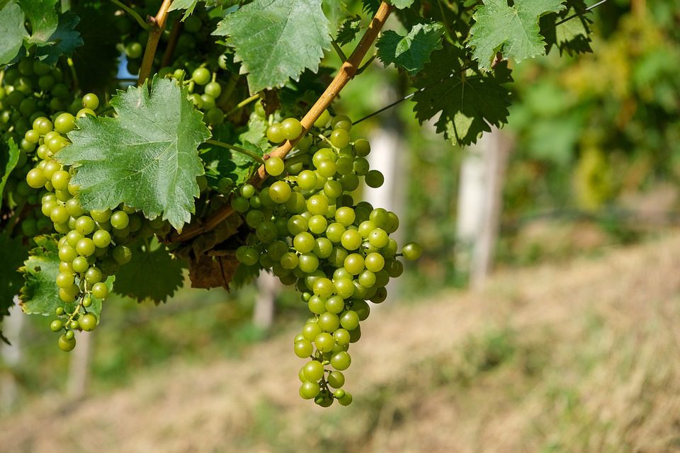 Vinhos e Pratos Condimentados: Um Equilíbrio de Sabores