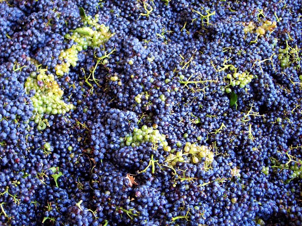 Vinhos e Queijos Azuis: Uma Combinação Ousada