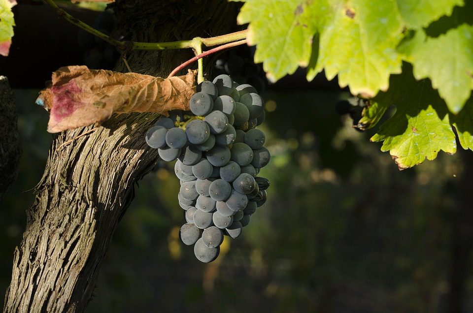 A Experiência Autêntica das Bodegas Borbore