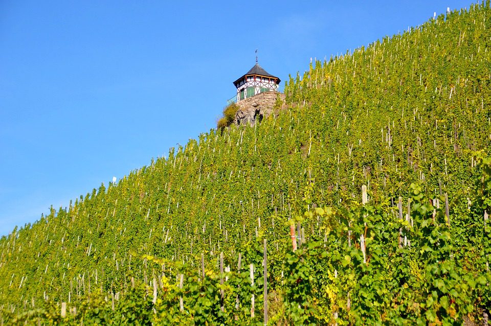 A Sustentabilidade Primordial do Domaine Bousquet