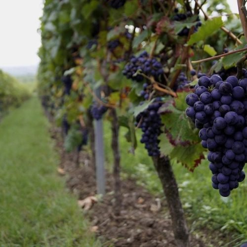 Vinhos e Música: A Harmonização que Surpreende
