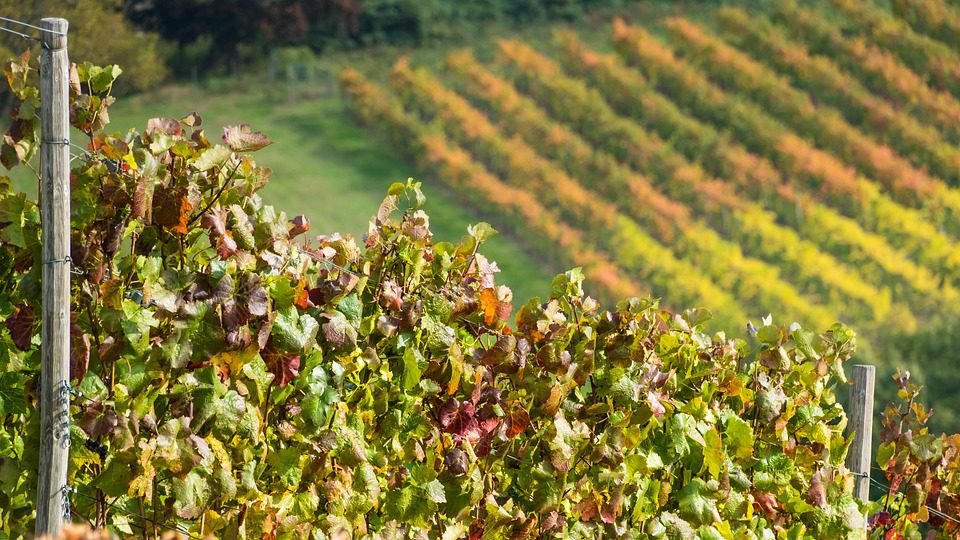 Bianchi: A Essência Argentina Capturada em Vinhos Inesquecíveis