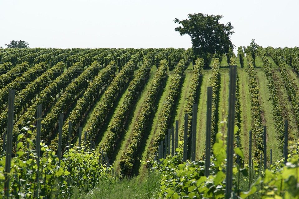 Bodega Amadeo Maranon: Vinhos Argentinos que Celebram a Terra