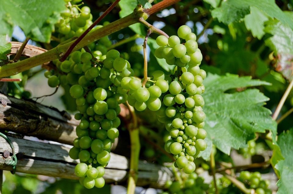 Bodega LTU: Pequenos Lotes