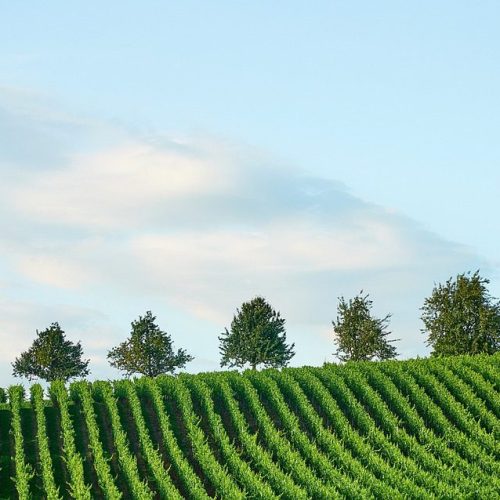 Cantina F.lli Zeni: A Arte Italiana de Fazer Vinhos
