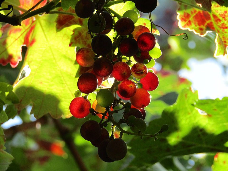 Cantine Bonacchi: Vinhos Toscanos que Encantam o Mundo