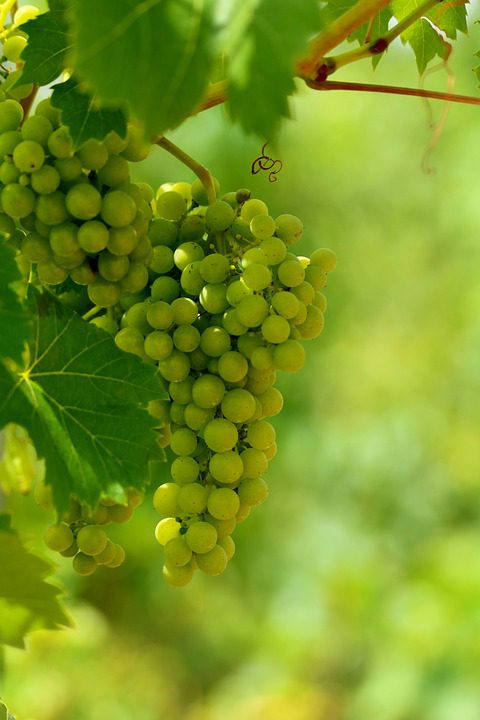 Casa Valduga: Tradição e Inovação nos Vinhos Brasileiros