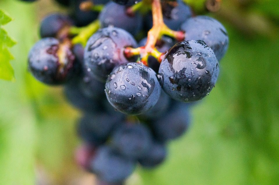 Castellblanc: Espumantes Espanhóis para Brindar a Vida