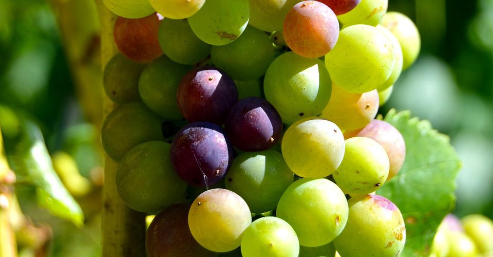 Cexvi: Inovação e Qualidade nos Vinhos Espanhóis