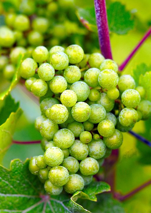 Chateau Bellevue Figeac: A Elegância dos Vinhos de Saint-Émilion