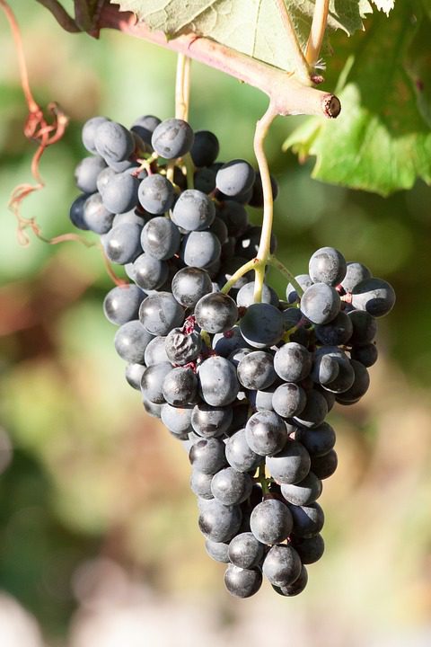 Chateau Moulin de la Bridane: A Paixão pelos Vinhos de Bordeaux