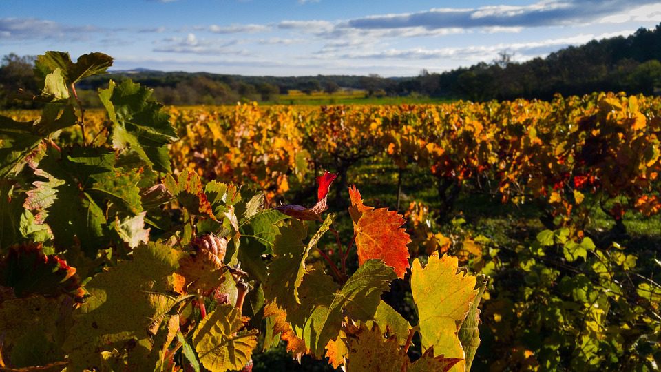 Contri Spumanti: Espumantes Italianos para Momentos Especiais