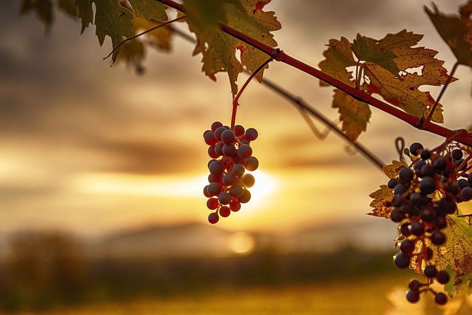 Cortes de Cima: Inovação e Qualidade nos Vinhos Portugueses