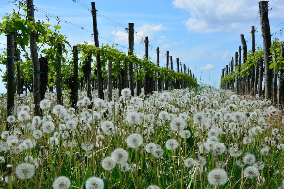 El Enemigo: Vinhos Argentinos que Contam Histórias