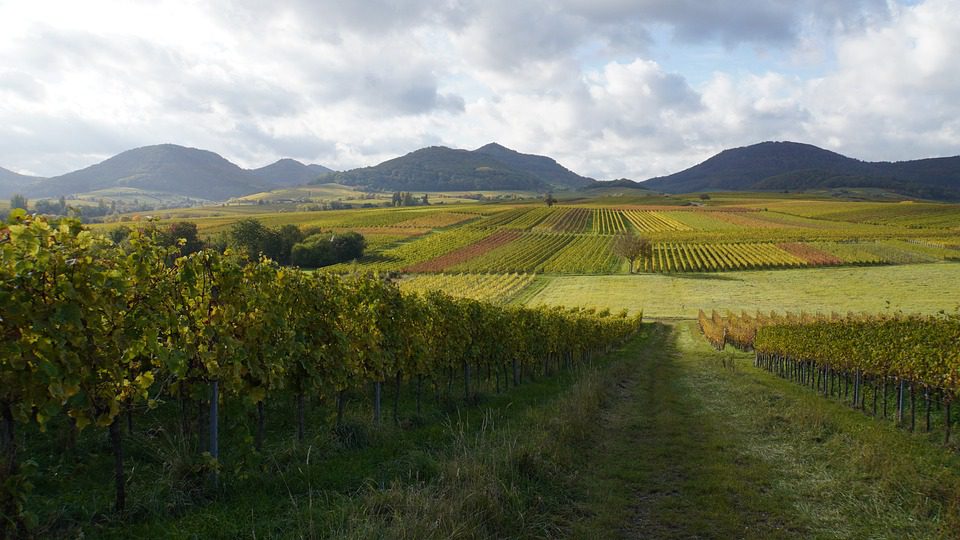 Familia Falasco: Vinhos Argentinos com Amor e Dedicação