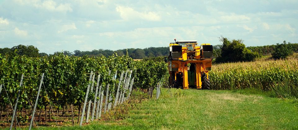 Familia Zuccardi: Inovação e Excelência nos Vinhos Argentinos