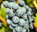 Fontanafredda: A Tradição Piemontesa em Vinhos Inesquecíveis
