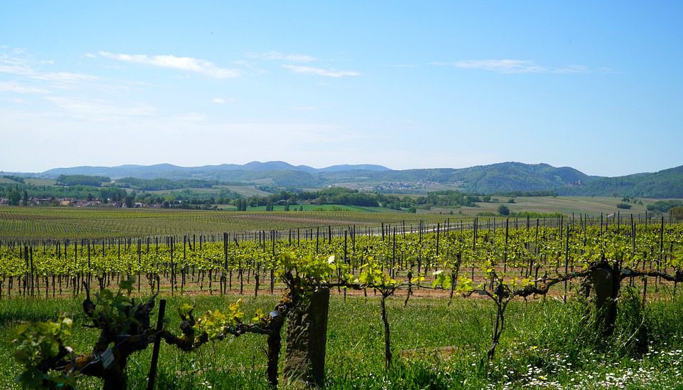 Freixenet: Espumantes Espanhóis para Celebrar a Vida