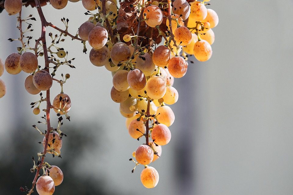 Fundacao Eugenio de Almeida: A Alma Alentejana em Vinhos Excepcionais