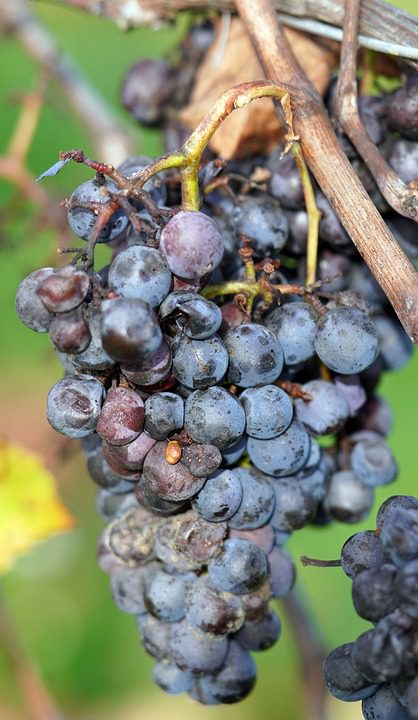 Giacomo Borgogno e Figli: A Herança Piemontesa nos Vinhos Italianos