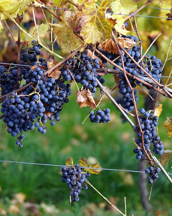 Gimenez Mendez: Vinhos Uruguaios com Caráter Único