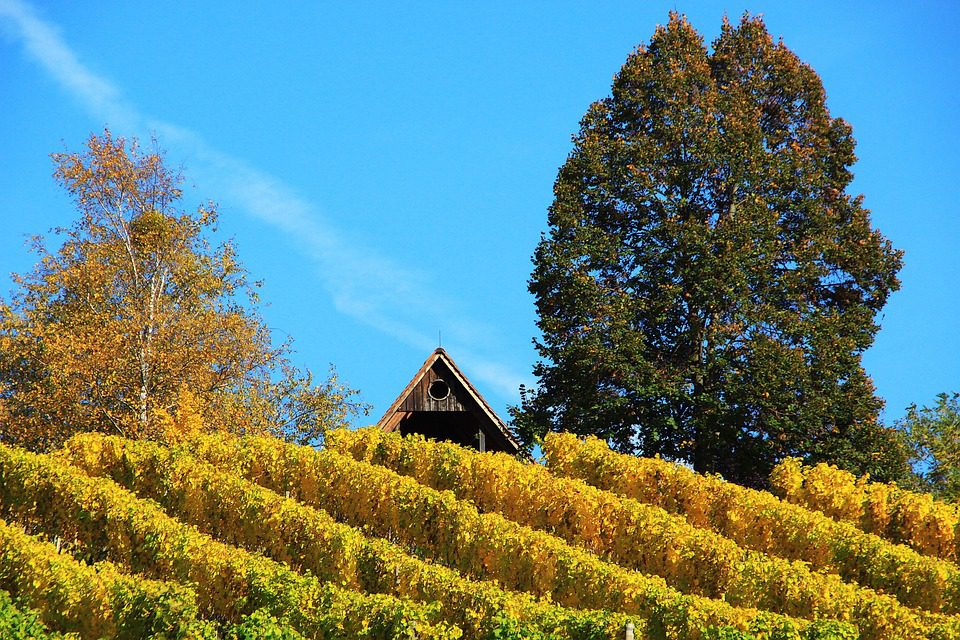 Herdade do Mouchao: Vinhos Portugueses que Fazem História