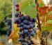 La Promessa: Vinhos Italianos com Promessa de Qualidade