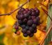 Linton Park Wines: A Elegância dos Vinhos Sul-Africanos
