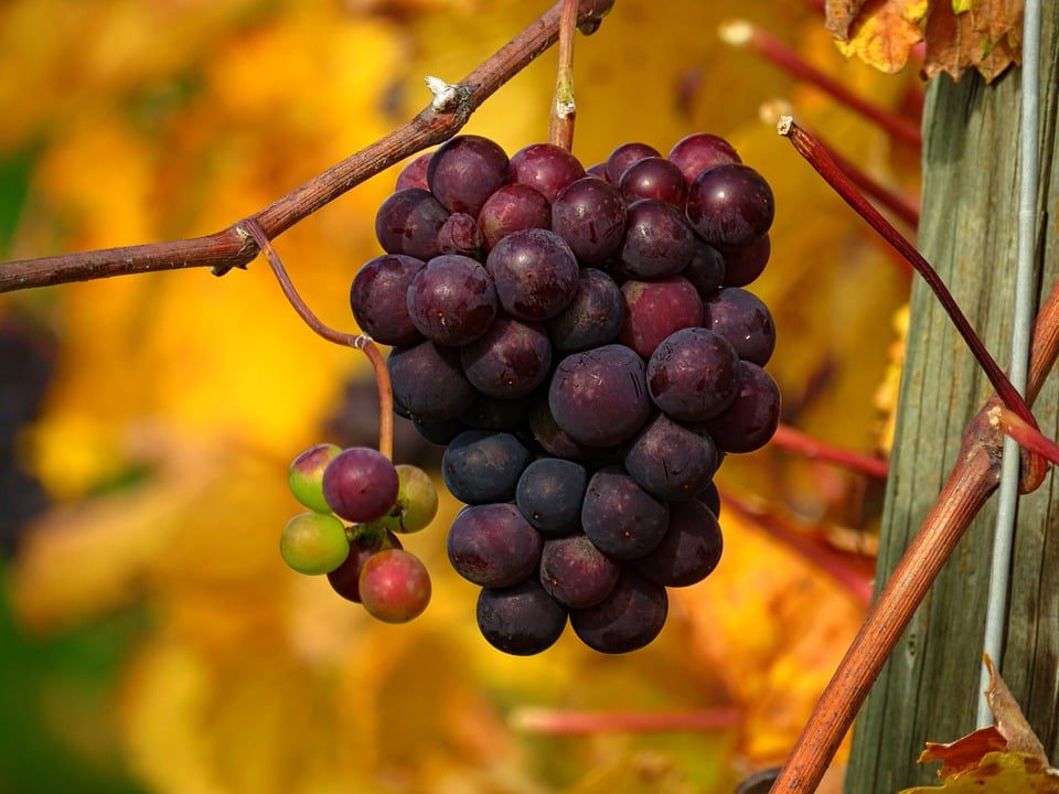 Linton Park Wines: A Elegância dos Vinhos Sul-Africanos