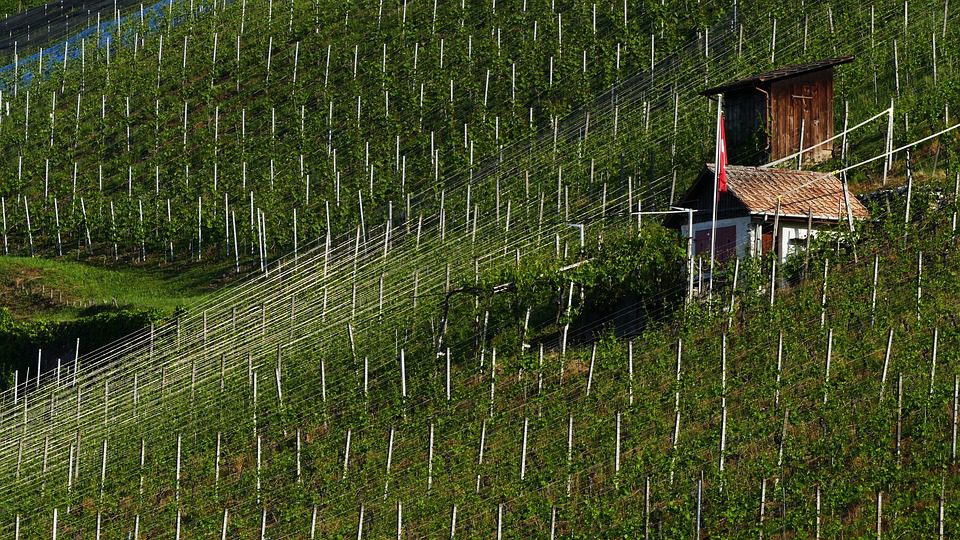 O Legado Chileno da Viña Concha y Toro