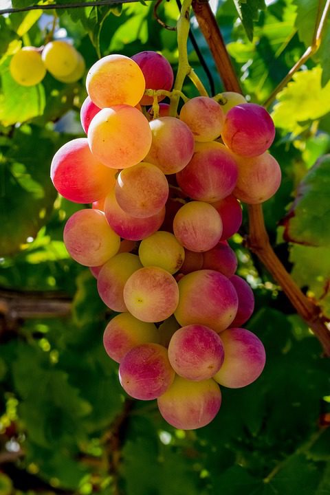 Vinho e Cerâmica: Uma Tradição Milenar