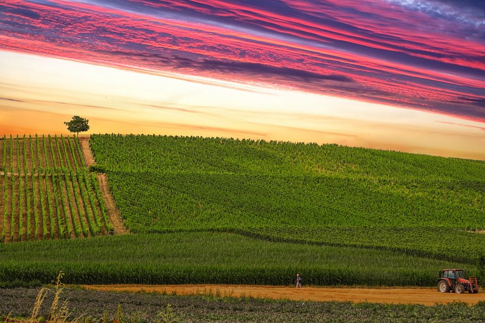 Vinhos Perdidos e Redescobertos: Tesouros Históricos