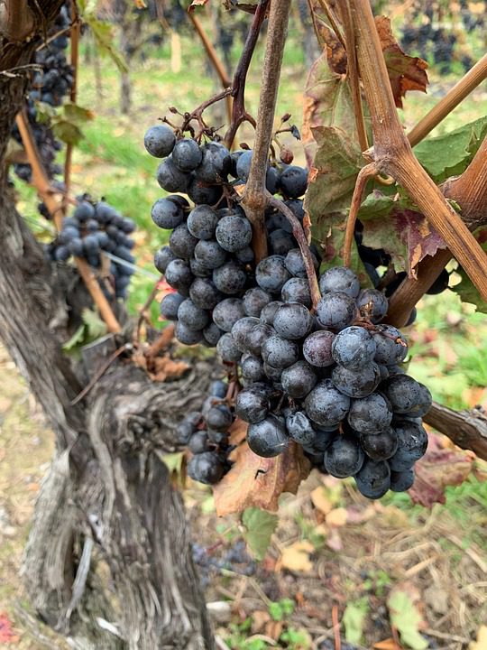 Vinhos de Altitude: O Efeito da Elevação na Viticultura