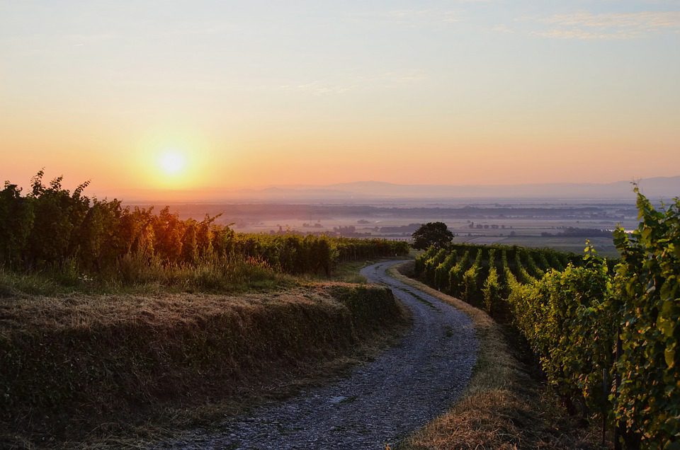 As Competições de Vinho Mais Inusitadas do Mundo