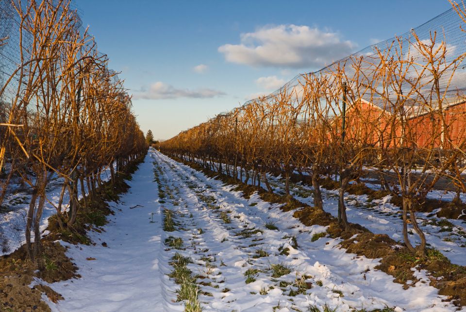 Vinhos de Terroirs Extremos: Desertos e Gelo - Elite Vinho