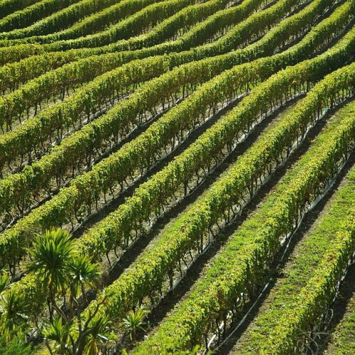 Luigi Bosca: Vinhos Argentinos com Legado e Excelência